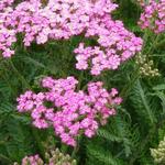 Achillea millefolium 'Pretty Belinda' - Duizendblad