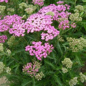 Achillea millefolium 'Pretty Belinda'