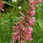 Agastache barberi 'Tutti-Frutti' - Dropplant