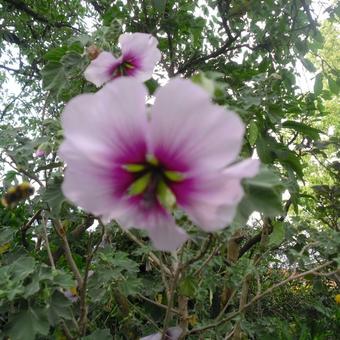 Lavatera maritima