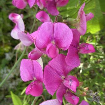 Lathyrus latifolius