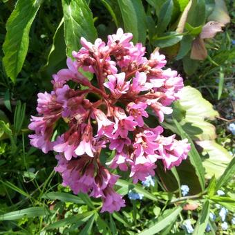 Bergenia hybride