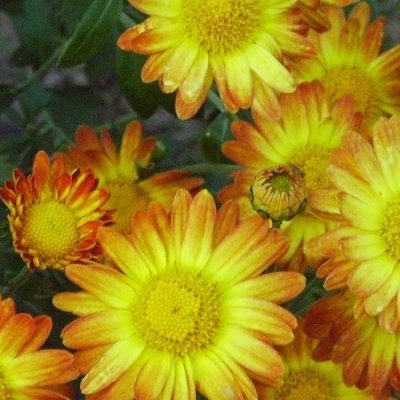 Chrysant - Chrysanthemum indicum 'Dernier Soleil'