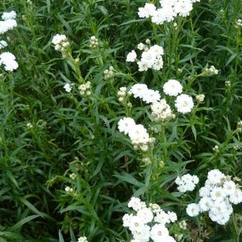 Achillea ptarmica 'The Pearl'