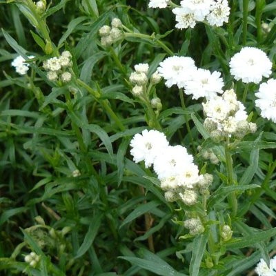 Duizendknoop - Achillea ptarmica 'The Pearl'