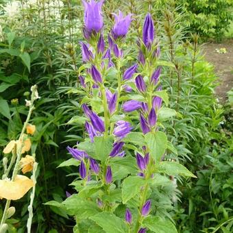 Campanula latifolia var. macrantha