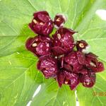 Podophyllum pleianthum - Voetblad