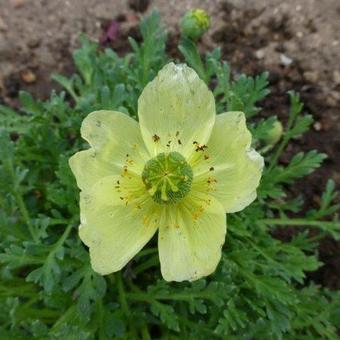 Papaver nudicaule 'Pacino'