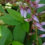 Desmodium canadense - Klaverblad