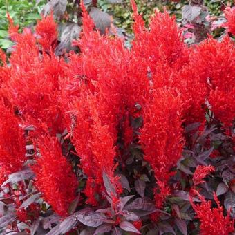 Celosia argentea var. spicata 'China Town'