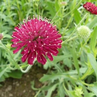 Knautia macedonica