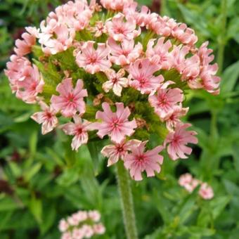 Lychnis chalcedonica 'Carnea'