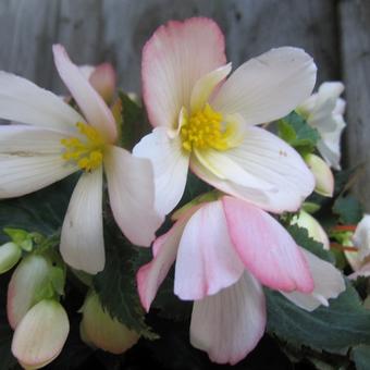 Begonia pendula 'Angel Falls Soft Pink'