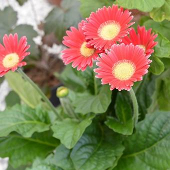 Gerbera garvinea