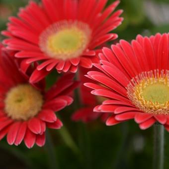 Gerbera garvinea