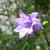 Campanula trachelium 'Bernice'