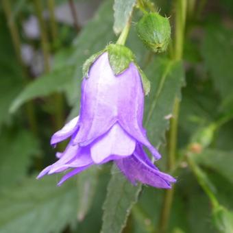 Campanula trachelium 'Bernice'