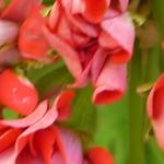 Pelargonium 'Red Rambler' - Geranium