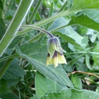 Physalis peruviana