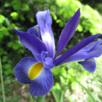 Iris x Hollandica 'Sapphire Beauty'