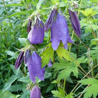 Campanula 'Purple Sensation'