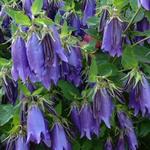 Campanula 'Purple Sensation' - Klokjesbloem