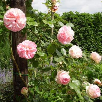 Rosa 'Pierre de Ronsard'