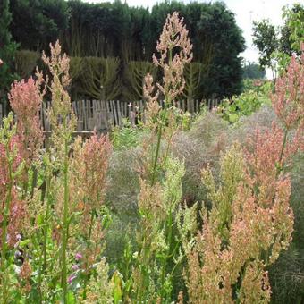 Rumex acetosa var hortensis