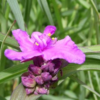 Tradescantia andersoniana 'Red Grape'