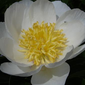 Paeonia lactiflora 'Jan van Leeuwen'