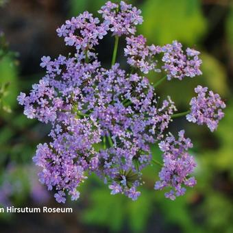 Chaerophyllum hirsutum 'Roseum'