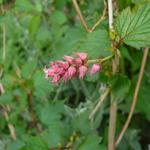 Trosspirea - Neillia affinis