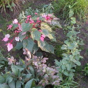 Acer conspicuum 'Red Flamingo'