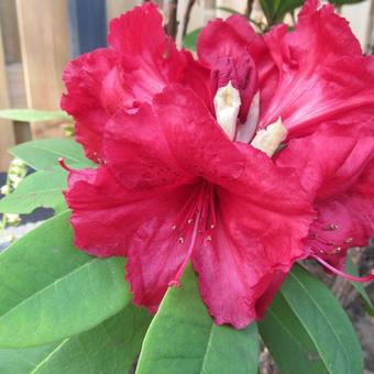 Rhododendron 'Britannia'