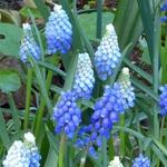 Muscari aucheri 'Ocean Magic' - Druifhyacint, Blauwe druifjes