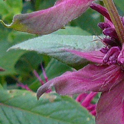 Bergamotplant - Monarda 'Blaustrumpf'