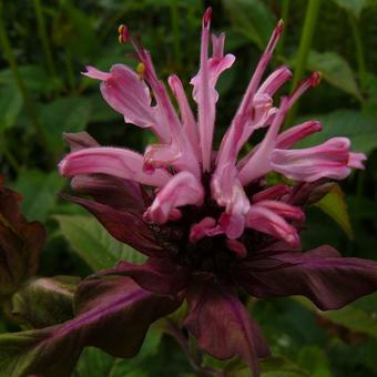 Monarda 'Twins'