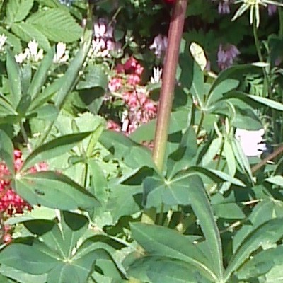 Lupine - Lupinus 'GALLERY Red'