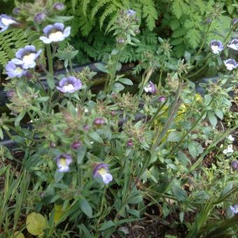 Veronica repens