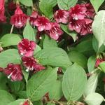 Weigela - Weigelia