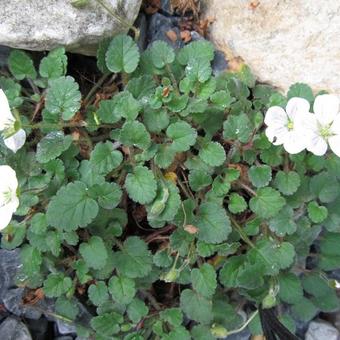 Erodium reichardii 'Album'