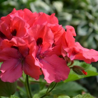 Pelargonium 'Grandma Fischer'