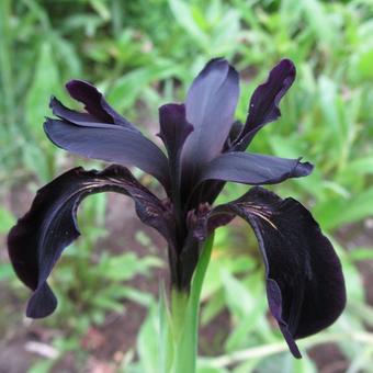 Iris chrysographes 'Black Form'