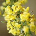 Cytisus scoparius 'Golden Sunlight' - Brem