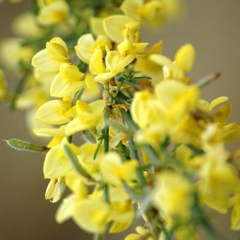 Cytisus scoparius 'Golden Sunlight'