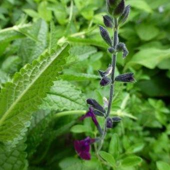 Salvia 'Nachtvlinder'