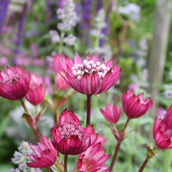 Astrantia carniolica 'Rubra'