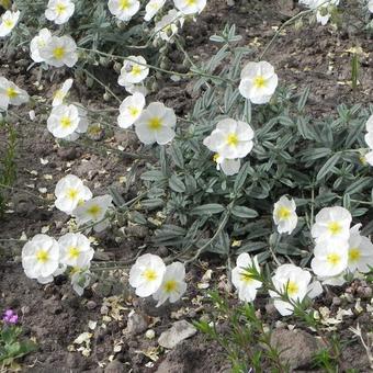 Helianthemum 'The Bride'