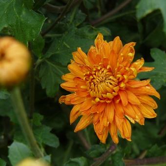 Chrysanthemum 'Dixter Orange'