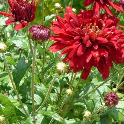 Chrysant - Chrysanthemum rubellum  'Duchess of Edinburgh'